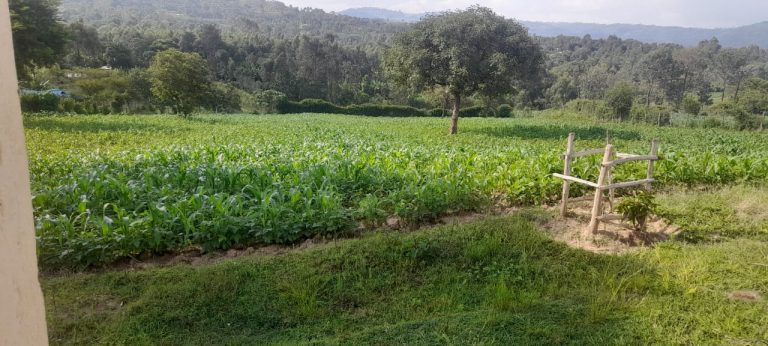 Kujenga Inclusive Education - a vibrant school garden.