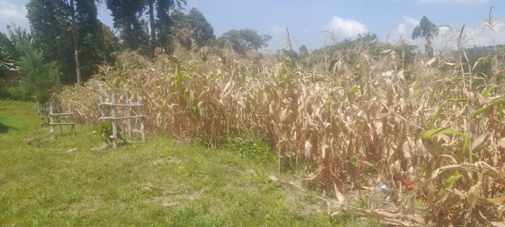 Kujenga Inclusive Education - our garden is used to prepare nutritious meals.