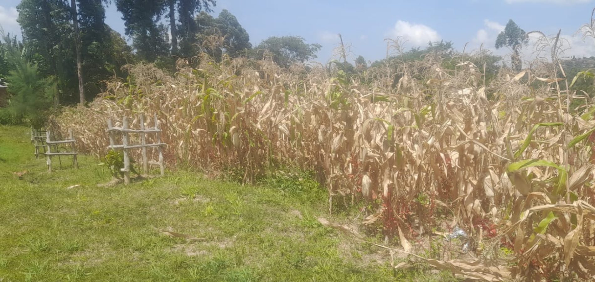 Kujenga Inclusive Education - A vibrant inclusive school garden, showcasing large rows of plants nearly ready for harvest.