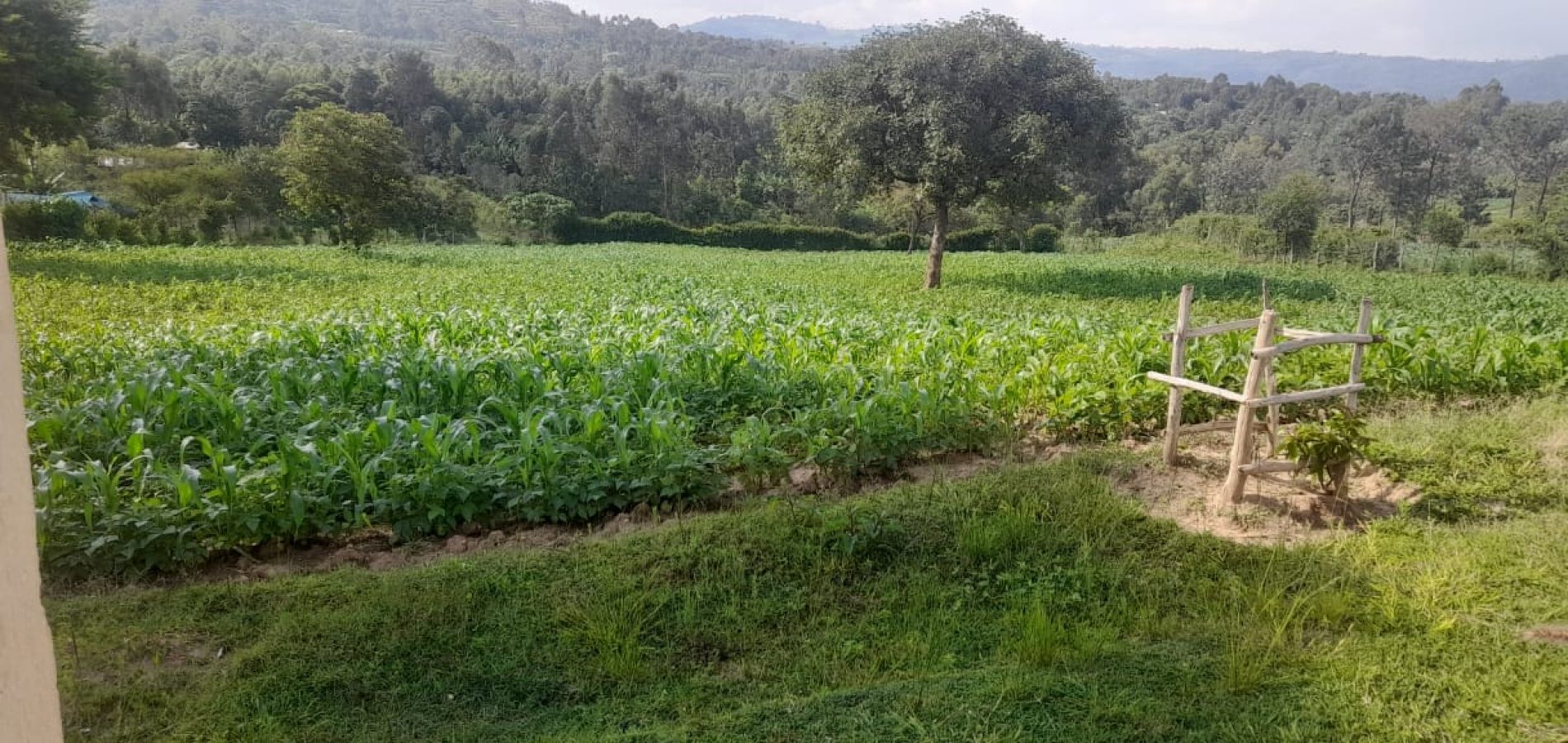 Kujenga Inclusive Education - a vibrant school garden.