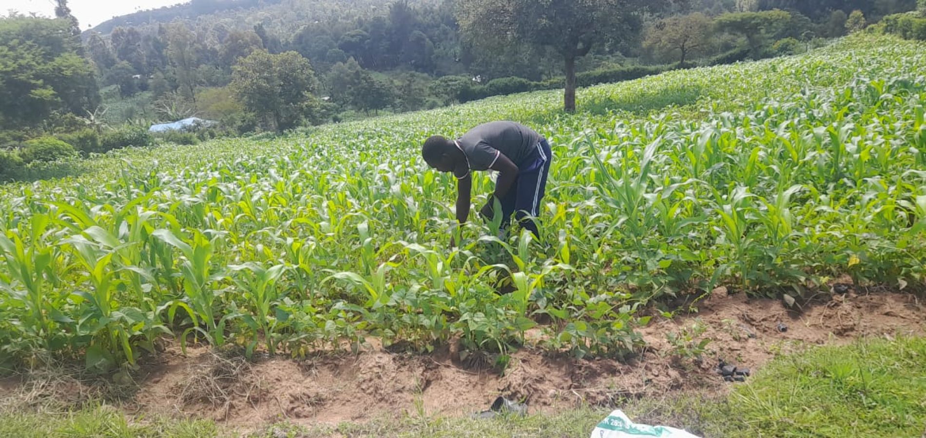 Kujenga Inclusive Education - school garden cultivated by the hands.