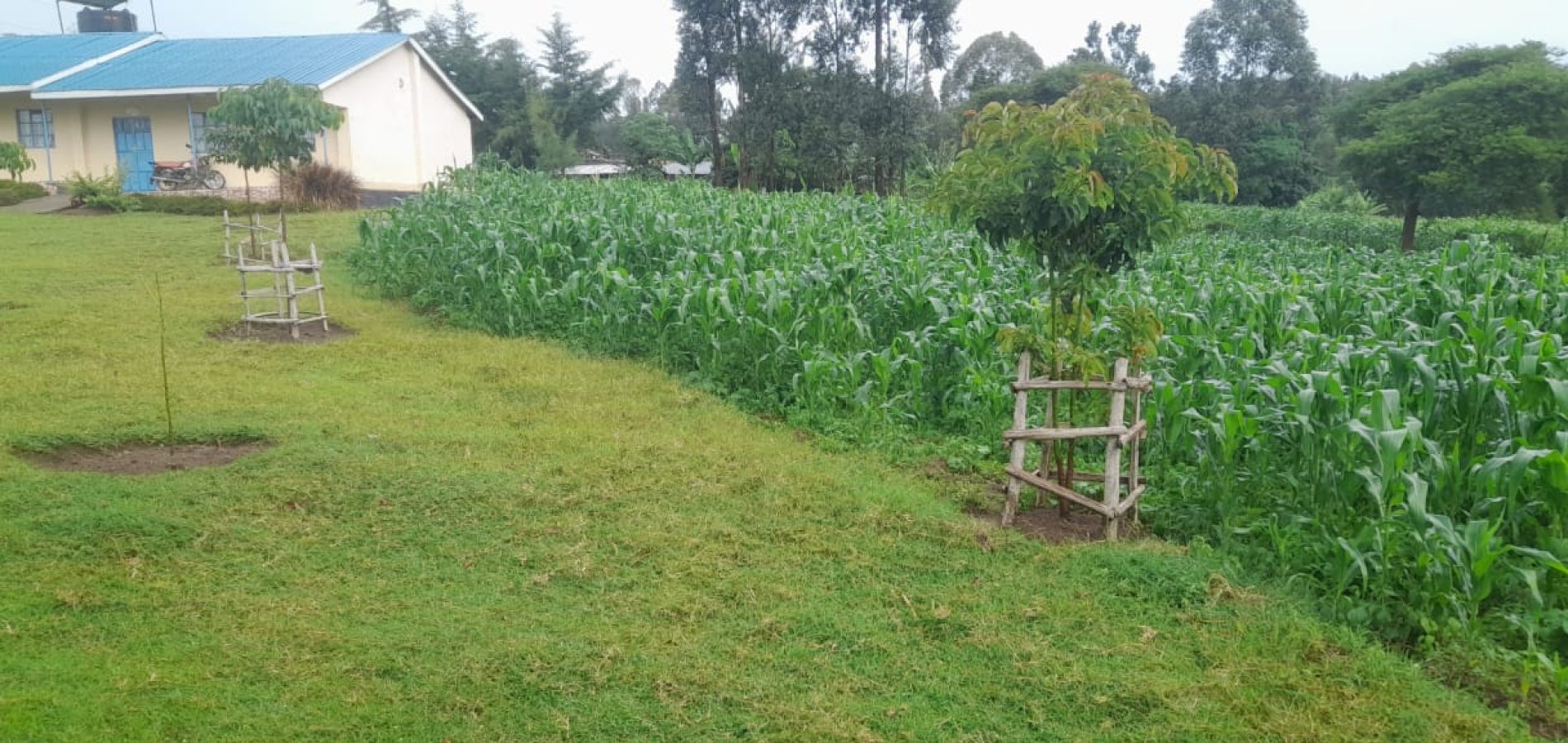 Kujenga, our garden is more than just greenery —it’s a growing testament to what’s possible when education, nutrition, and purpose come together.